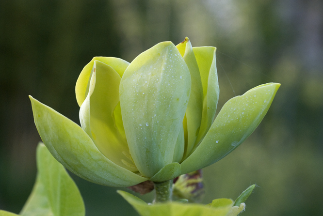 Magnolia acuminata subcordtata au Jardin de la Salamandre en Dordogne